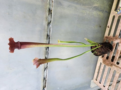 P411 2ura S. Hybrid Y's 