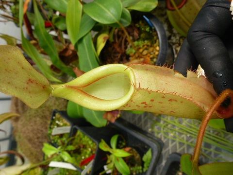 Nepenthes（ネペンテス/ウツボカズラ）の商品一覧 | Y's Exotics （山田食虫植物農園）