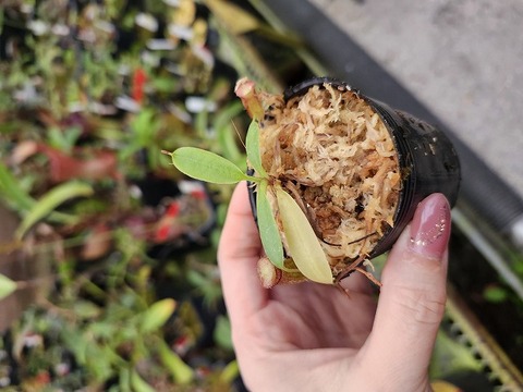 J191 1-3 N. jamban x ephippiata 