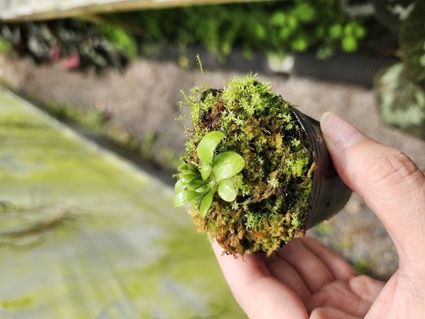 商品一覧 - Y's Exotics （山田食虫植物農園）
