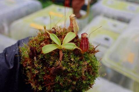 G484 1-4 N. eymae x lowii #NNN