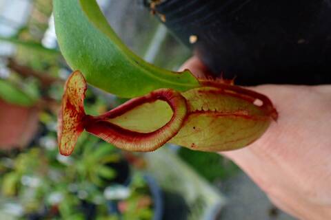 ネペンテス七種セット(宅急便発送) Nepenthes（ネペンテス/ウツボカズラ）の商品一覧 | Y's Exotics