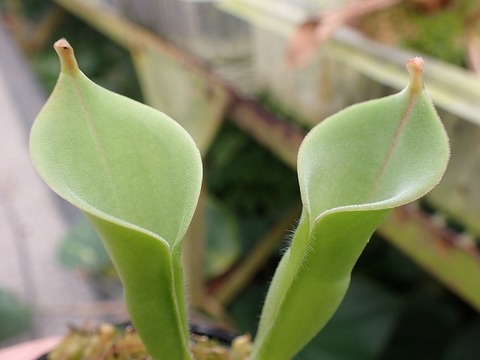 商品一覧 - Y's Exotics （山田食虫植物農園）