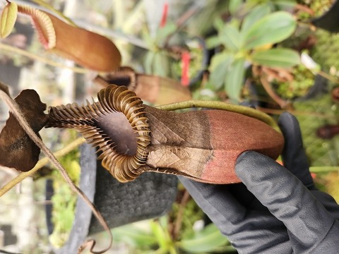 商品一覧 - Y's Exotics （山田食虫植物農園）