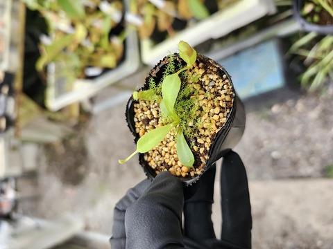 商品一覧 - Y's Exotics （山田食虫植物農園）