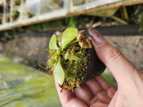 Cephalotus follicularis （セファロタス/フクロノユキノシタ