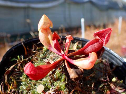 赤鳳 園芸ネット本店｜フェロカクタス：赤鳳 8号鉢植え の通販【公式】