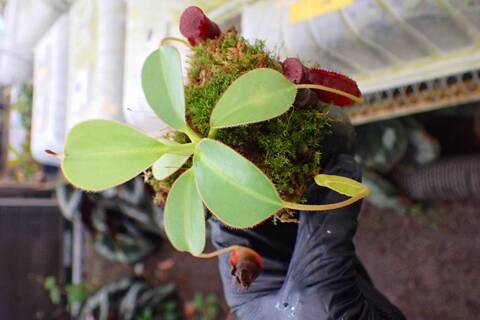 NNN Series – Highland Nepenthes Hybrids（by konan)の商品一覧 | Y's