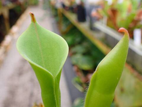 O138 1-1 H. heterodoxsa x minor CF