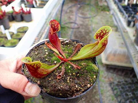 商品一覧 - Y's Exotics （山田食虫植物農園）