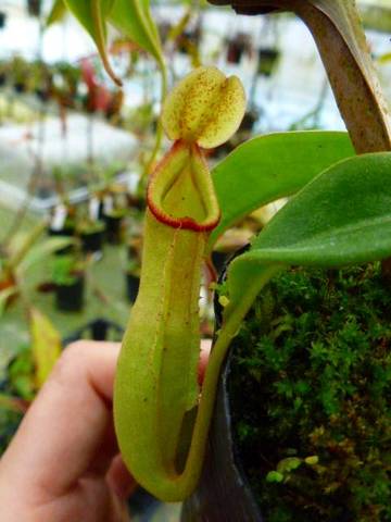 Nepenthes（ネペンテス/ウツボカズラ）の商品一覧 | Y's Exotics