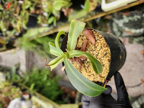 商品一覧 - Y's Exotics （山田食虫植物農園）