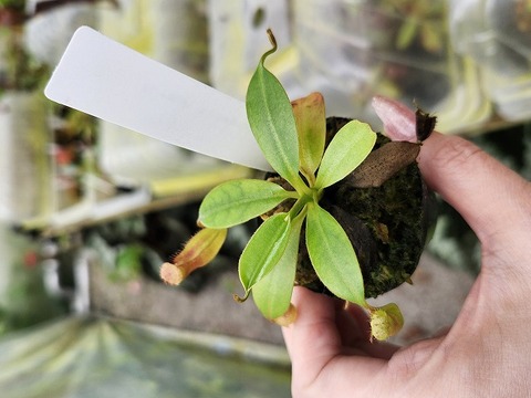 ビカクシダ A30 商品一覧 | Y's Exotics （山田食虫植物農園）