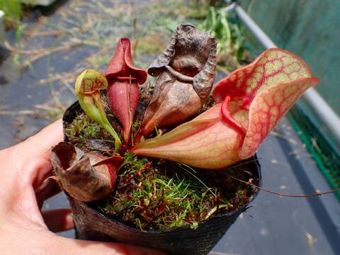 Y's Exotics （山田食虫植物農園）