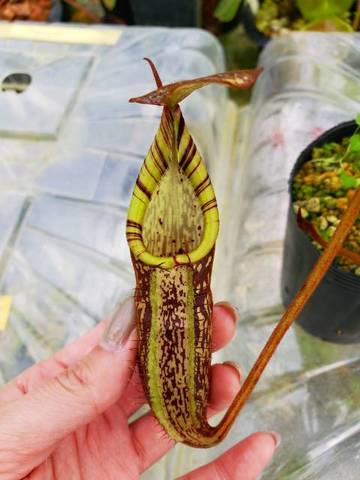 ネペンテス七種セット(宅急便発送) ネペンテス七種セット(宅急便発送) Nepenthes（ネペンテス
