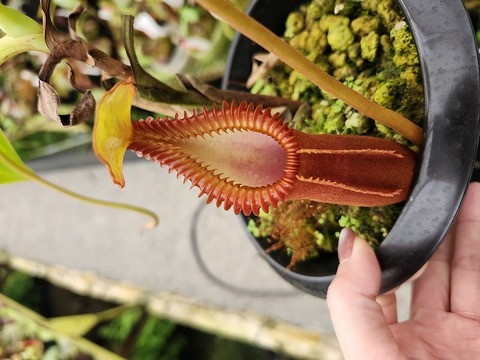 食虫植物N. xtrusmadensis AW clone:3 食虫植物N. xtrusmadensis AW clone:3 食虫植物N. xtrusmadensis