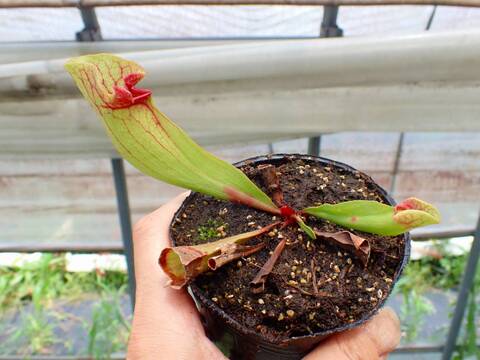 サバルヤシ　種子　1000粒 商品一覧 - Y's Exotics （山田食虫植物農園）