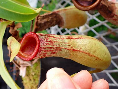 商品一覧 - Y's Exotics （山田食虫植物農園）