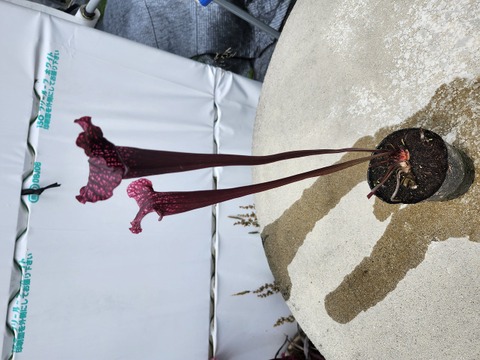 きちシャロニアエスリム ラビニア Sarracenia（サラセニア）の商品一覧 | Y's Exotics （山田食虫