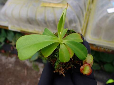O146 1-4  N. (truncata x ephippiata) x tenuis #NNN