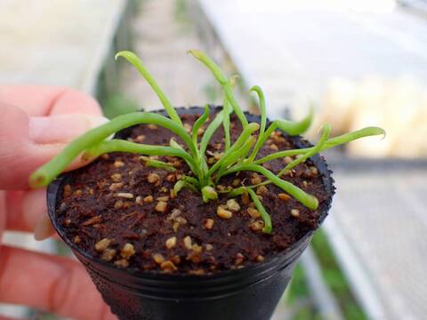 P240 2H Darlingtonia californica Y's Lab