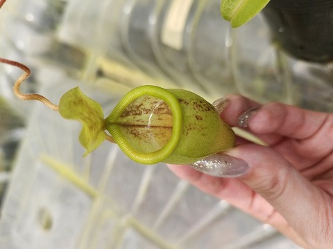 おいもやさんウィンゾリー 特別販売ページ！現品写真付！の商品一覧 | Y's Exotics （山田