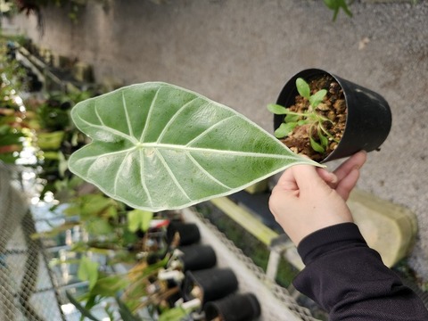 チェケラプランツ 商品一覧 - Y's Exotics （山田食虫植物農園）