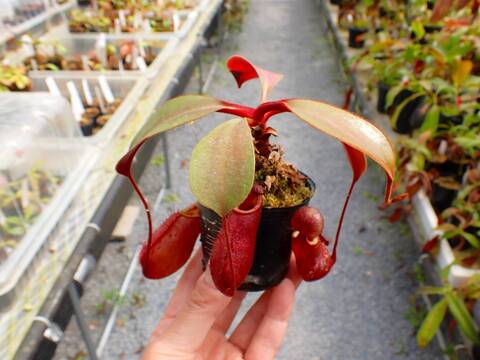 パルナシウス・ハードウィッキー（オス、ネパール産） 商品一覧 - Y's Exotics （山田食虫植物農園）