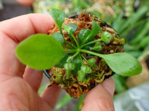 超希少　斑入りオヒルギ 超希少 斑入りオヒルギ 【公式通販】