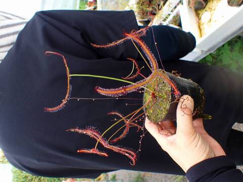 G082 4-1 D. binata var. multifida f. extrema (Stradbroke Island) CZ