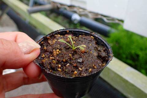 Y471 3-1 D. capensis `Bains Kloof Pass' RSA DW