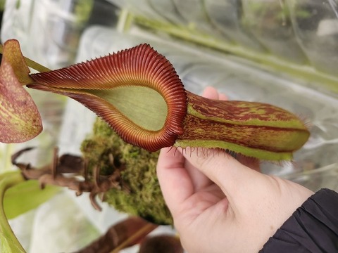 商品一覧 - Y's Exotics （山田食虫植物農園）