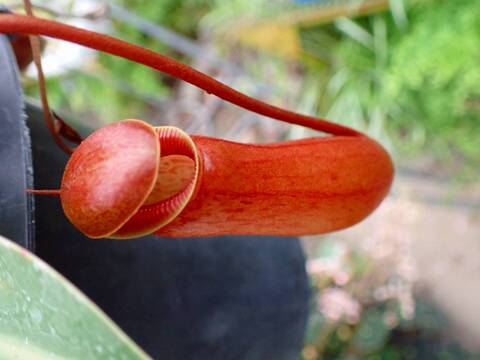 P426 1-3 #BBB N. (ventricosa x sibuyanensis)-giant x Sabre `Dark Cherry' EP