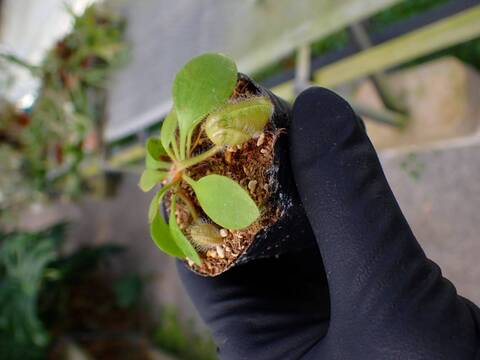 チベCephalotus ビッグマウス 商品一覧 - Y's Exotics （山田食虫植物農園）