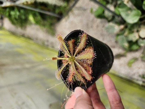 商品一覧 - Y's Exotics （山田食虫植物農園）
