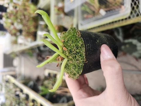 E606 1-1 H. huberi x purpurascens AW