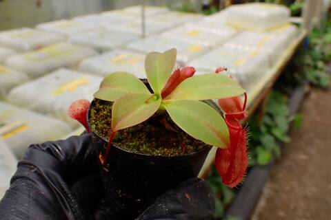 商品一覧 - Y's Exotics （山田食虫植物農園）