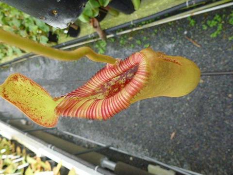 Nepenthes（ネペンテス/ウツボカズラ）の商品一覧 | Y's Exotics