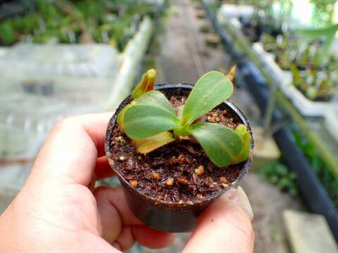 Y's Exotics （山田食虫植物農園）