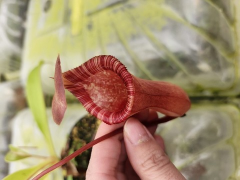 商品一覧 - Y's Exotics （山田食虫植物農園）