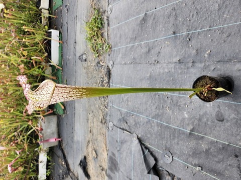 P726 3H S. leucophylla very strong (seedling) 