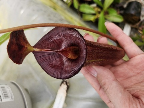 J550 1-4 N. jaquelineae x lowii konan 
