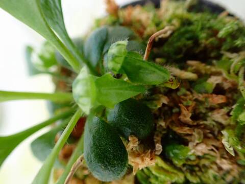 商品一覧 - Y's Exotics （山田食虫植物農園）