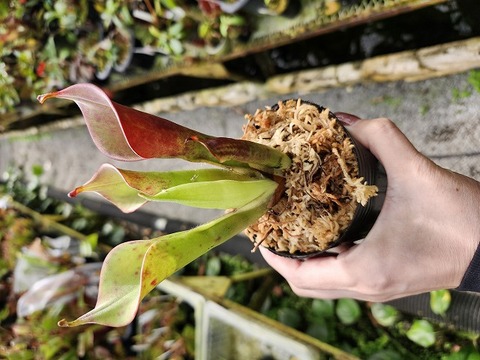 ヘリアンフォラ　Heliamphora 交配種 Heliamphora minor - ヘリアンフォラ