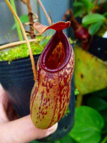 Nepenthes（ネペンテス/ウツボカズラ）の商品一覧 | Y's Exotics （山田食虫植物農園）