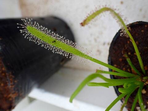 Y521 4-1 D. capensis alba x crested nature Y's