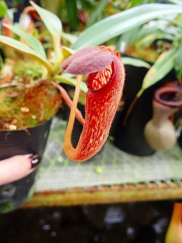 Nepenthes（ネペンテス/ウツボカズラ）の商品一覧 | Y's Exotics （山田食虫植物農園）