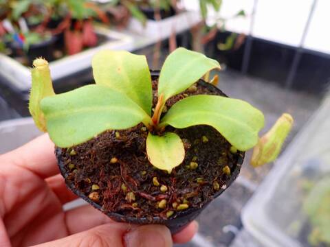 商品一覧 - Y's Exotics （山田食虫植物農園）