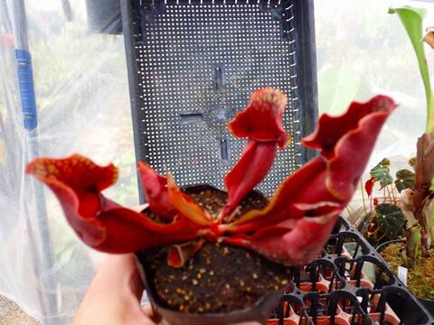 R391 1H S. purpurea var. venosa No.1 SWC