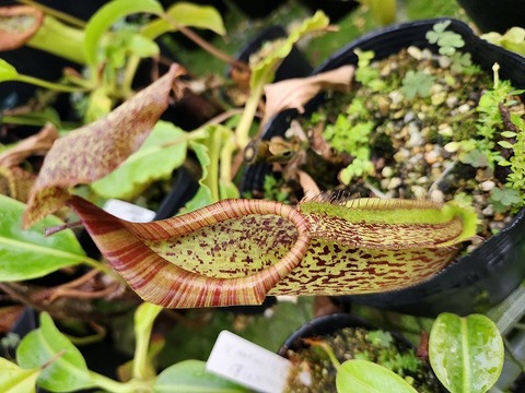 商品一覧 - Y's Exotics （山田食虫植物農園）